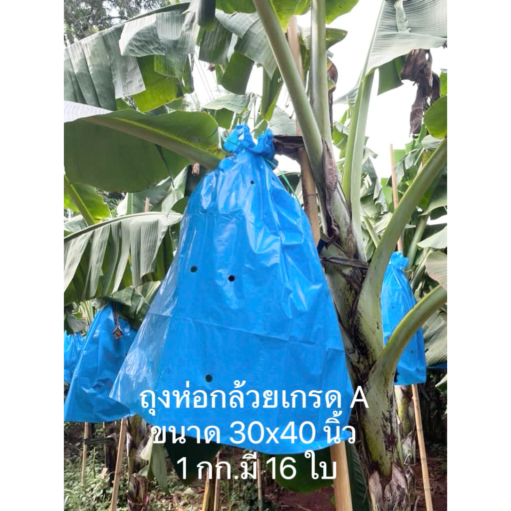 ถุงห่อกล้วยสีฟ้าเข้ม ขนาด 30x40 นิ้ว ผลิตจากพลาสติกPE เกรดA เจาะรูระบายอากาศ🤩💙