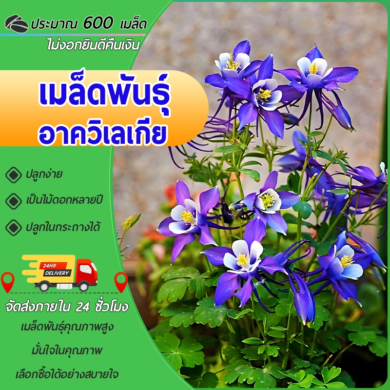 600 เมล็ด เมล็ดพันธุ์ อาควิเลเกีย เมล็ดอาควิเลเจีย Aquilegia Seeds บอนไซ เมล็ดดอกไม้ แต่งบ้านและสวน
