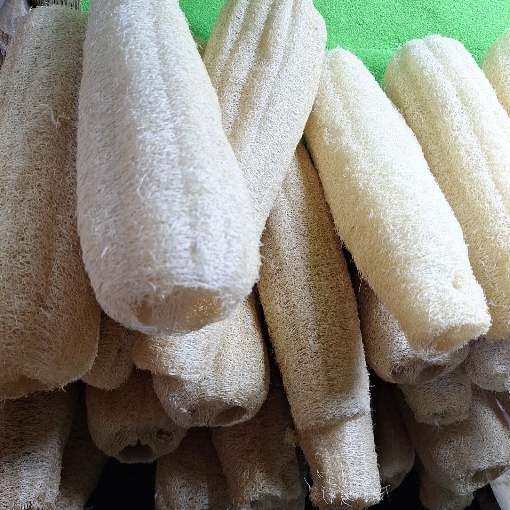 ใยบวบขัดผิว ใยบวบขัดตัวใยหนาขนาด25-30 ซม.ใยบวบสีธรรมชาติไม่ฟอกสีเหมาะสำหรับผิวบอบบางแพ้ง่าย