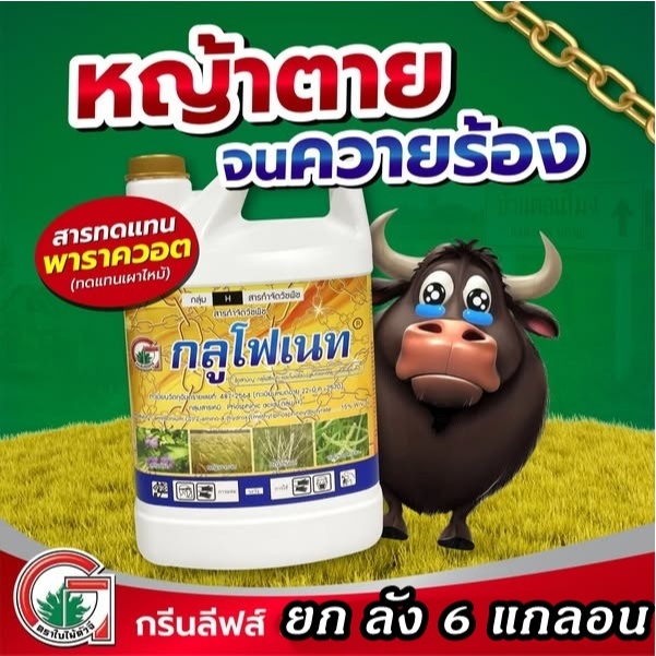 กลูโฟเนท ยกลัง 6 แกลอน กลูโฟสิเนต สูตรพรีเมียม น้ำแรก + สารเสริม กำจัดวัชพืชทุกชนิด น๊อค กึ่งซึม