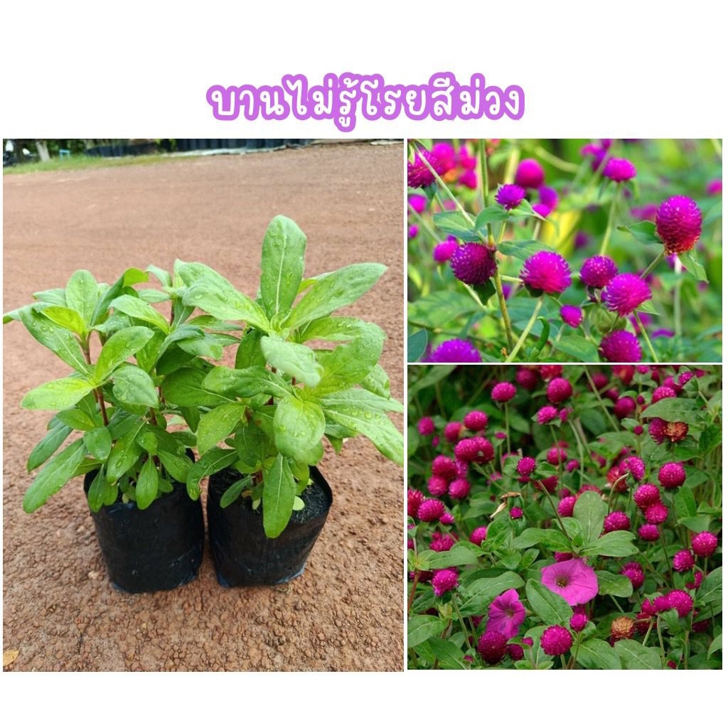 🌸ต้นดอกบานไม่รู้โรยสีม่วง ชุด2ต้น69บาท ต้นสวย ปลูกง่ายออกดอกไว