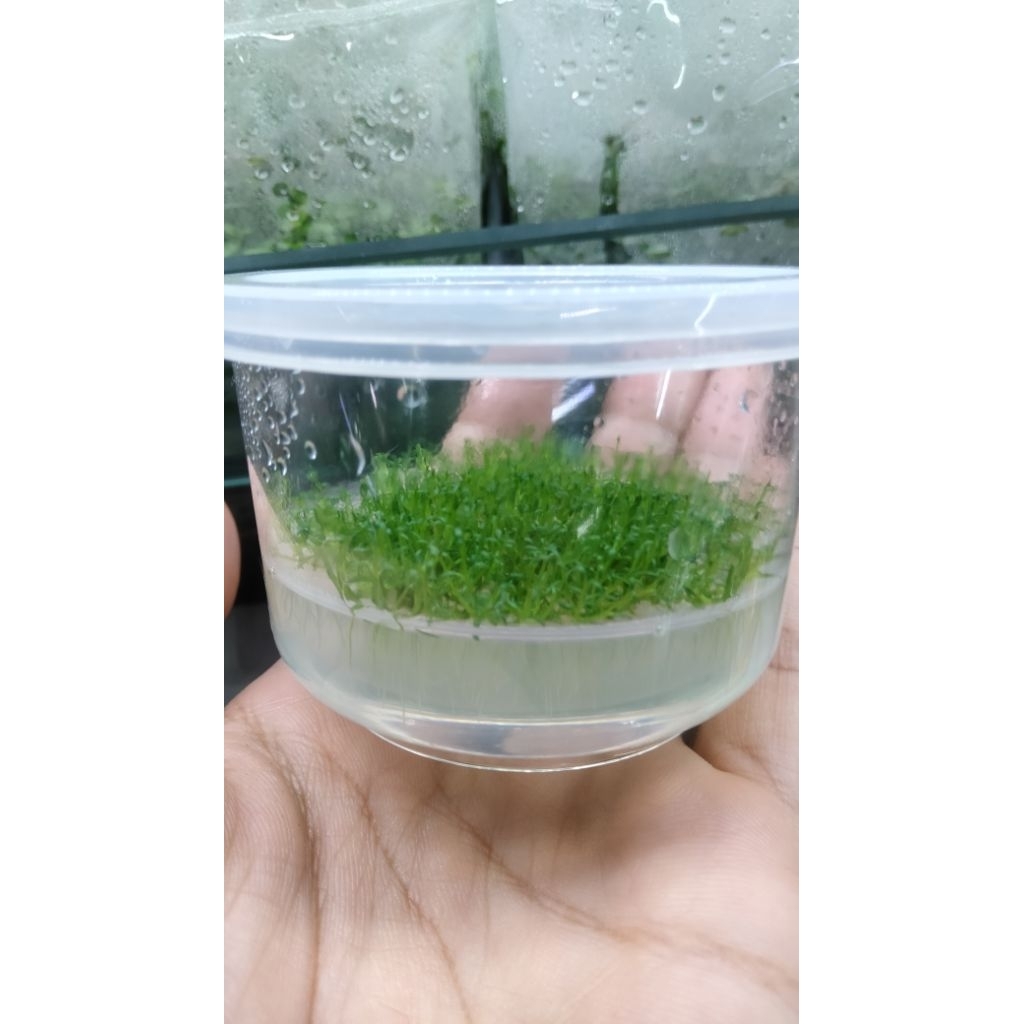 ต้นไม้น้ำมินิมาร์ทเป็นไม้น้ำสำหรับปูพื้นตู้ไม่ต้องใช้ CO2