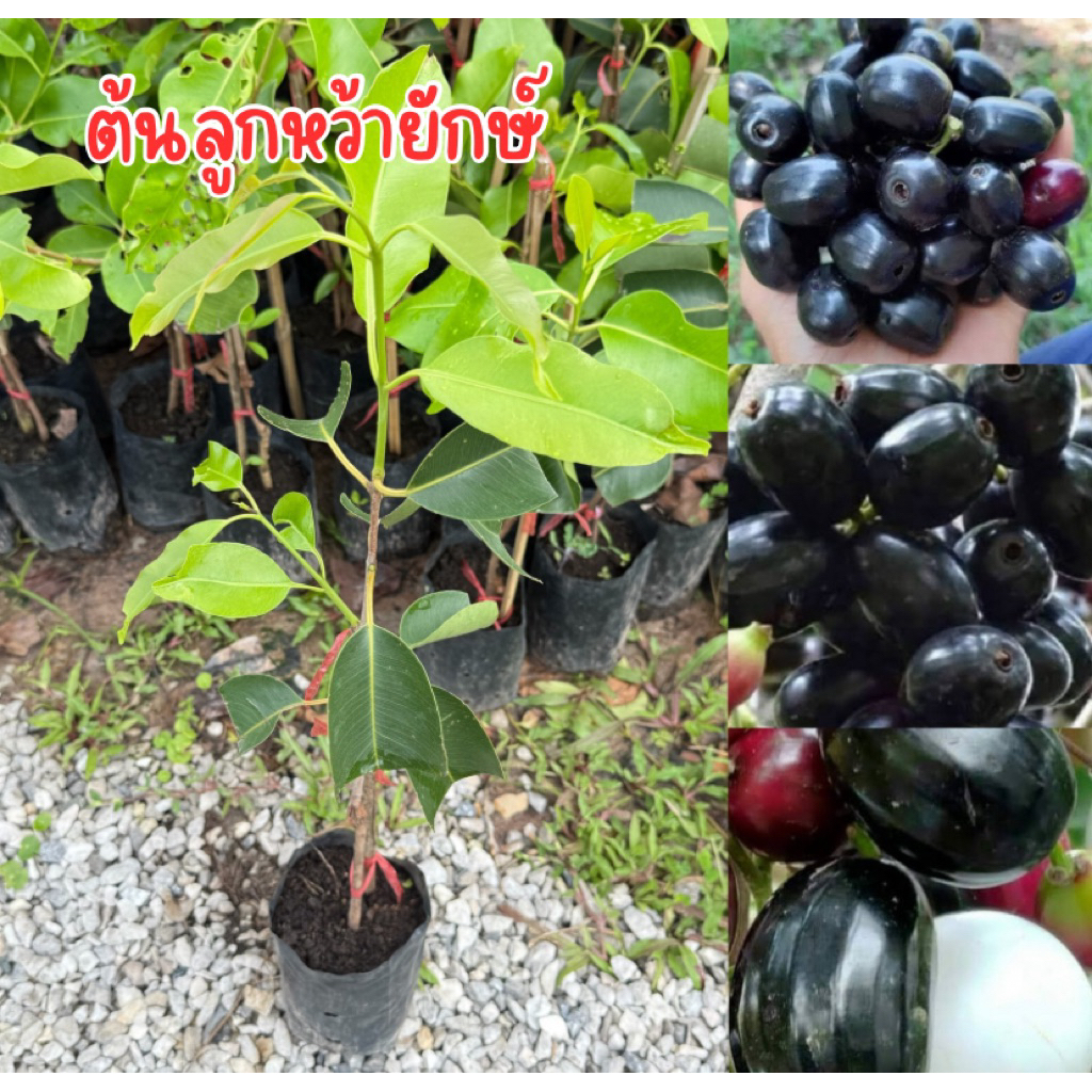 ต้นลูกหว้ายักษ์อินเดีย เสียบยอด ต้นสวยพร้อมส่งครับ สูง60เซน