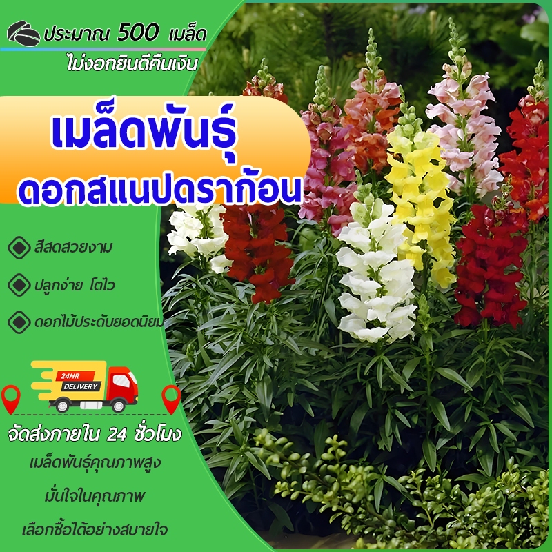 500 เมล็ด เมล็ดพันธุ์ดอกสแนปดราก้อน ดอกสแนปดราก้อน คละสี ออกดอกเป็นช่อ สีสันสดใส สวยงาม