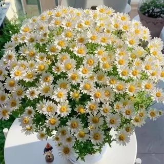 300 เมล็ด เมล็ดพันธุ์ คาโมมายล์ เยอรมัน Chamomile Seed เมล็ดพันธุ์แท้ นำเข้าจากต่างประเทศ ถูกดี
