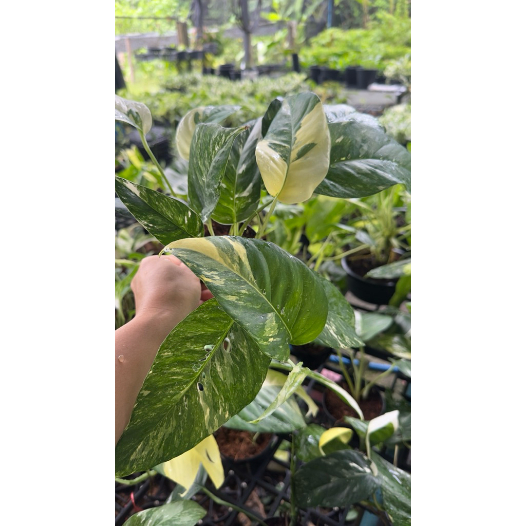 อิพิด่างขาว ไม้ฟอกอากาศ ฟอร์มสวย - รูปที่ 2