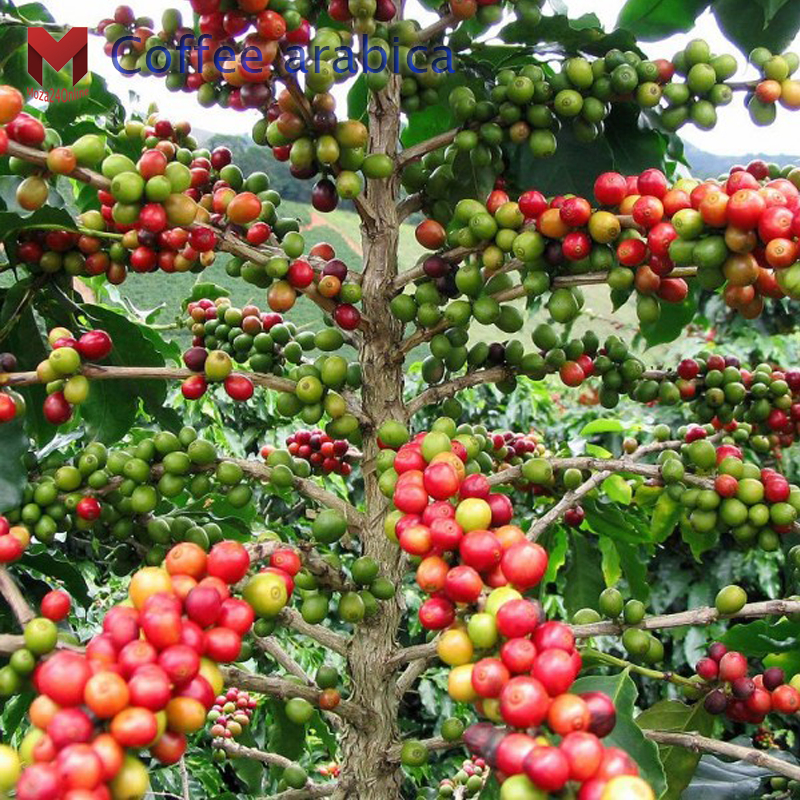 พันธุ์กาแฟอาราบิก้า Arabica (20เมล็ด)
