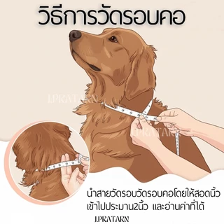 ส่งด่วน ส่งไว! สร้อยคอสัตว์เลี้ยง โซ่ทอง/เงิน ปลอกคอสุนัข แมว มีกระพรวน กระดิ่ง สร้อยอะลูมิเนียม