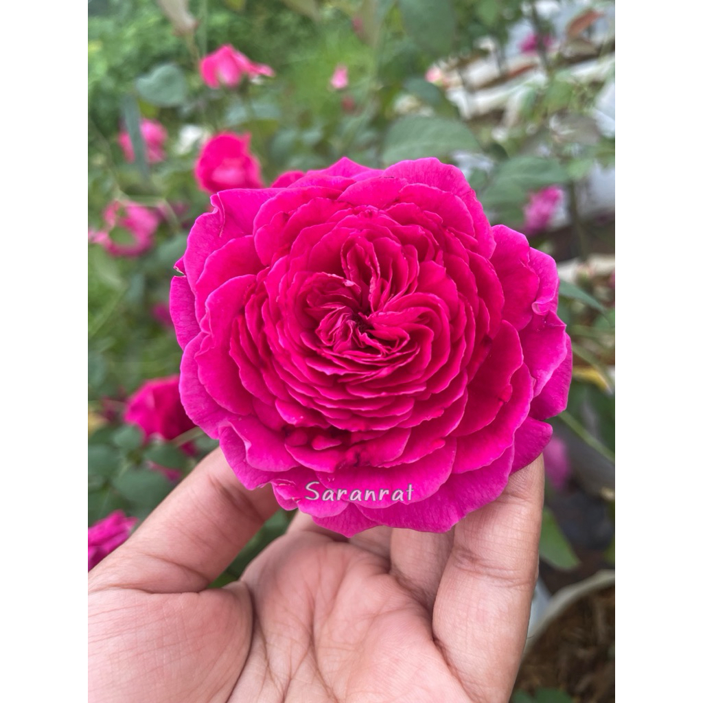กุหลาบแอร์ตูลู(Ertugrul Rose ) ดอกสีม่วงอมชมพู มีกลิ่นหอมแรง เลี้ยงง่าย ให้ดอกดกเป็นพวง