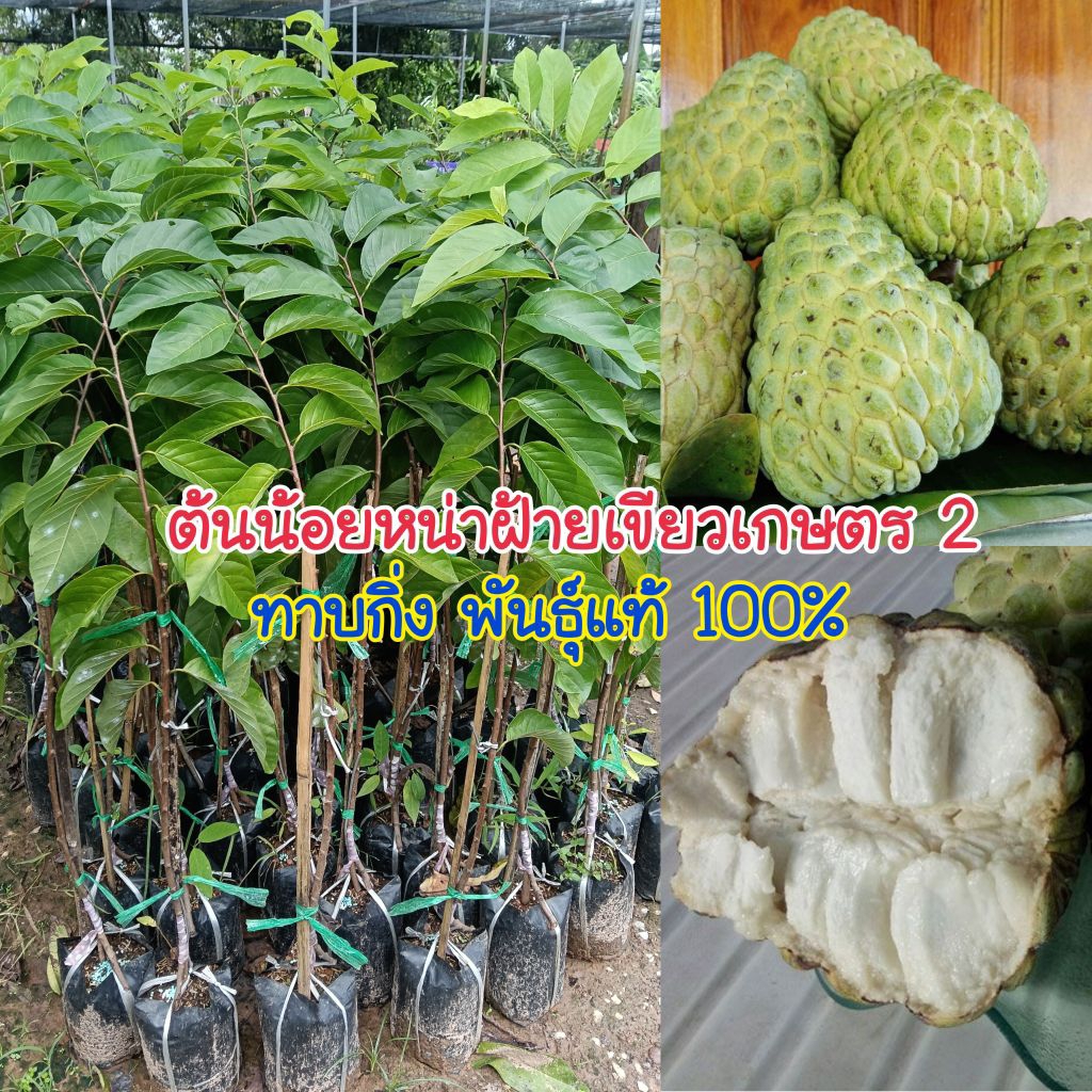 (ซื้อ 1 แถม 1) ต้นน้อยหน่าเขียวเกษตร 2 แบบทาบกิ่ง สูง 80-90 เซนติเมตร พันธุ์แท้ 100%