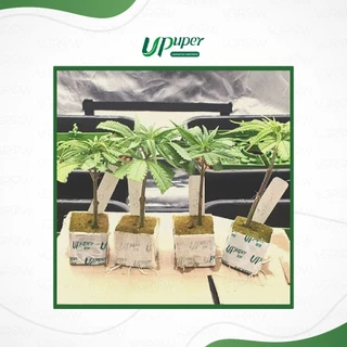 UPuper Rockwool Cubes ร็อควูลก้อน ขนาด4x4cm วัสดุเพาะชำ วัสดุใยหินปลูกต้นไม้ ใยหินปลูกต้นไม้ก้อนเล็ก