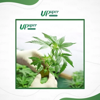 UPuper Rockwool plug sheet ร็อควูล ชีท สำหรับ เพาะชำ เพาะเมล็ด โคลนนิ่ง ชีทใยหินปลูกต้นไม้ 98 ชิ้น