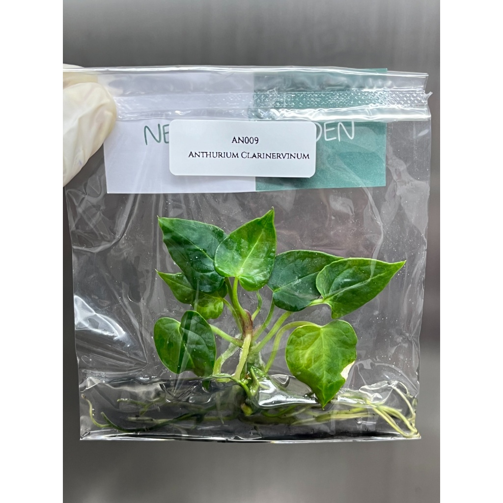 ไม้เนื้อเยื่อ: ต้นหน้าวัวหัวใจลาย (ต้นหน้าวัวหัวใจเศรษฐี): Anthurium Clarinervinum Tissue Culture (1 plant/bag)