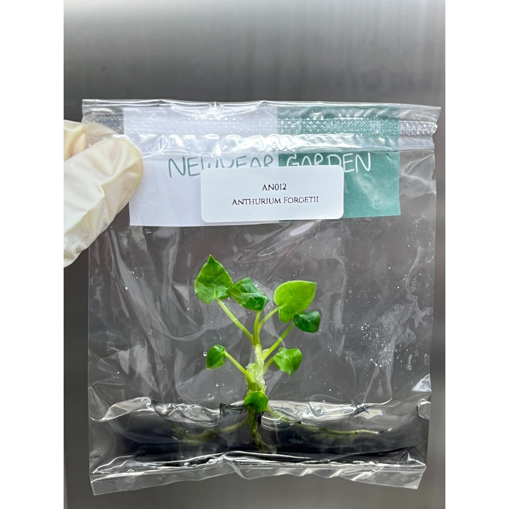 ไม้เนื้อเยื่อ: หน้าวัวหลังเต่า (แอนทูเรียมฟอเก็ตติอาย): Anthurium Forgetii Tissue Culture (1 plant/bag)