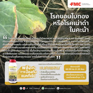 แบคเพลน FMC ซิงค์ไทอะโซล ป้องกัน กำจัด แบคทีเรีย ขอบใบแห้ง 500ซีซี