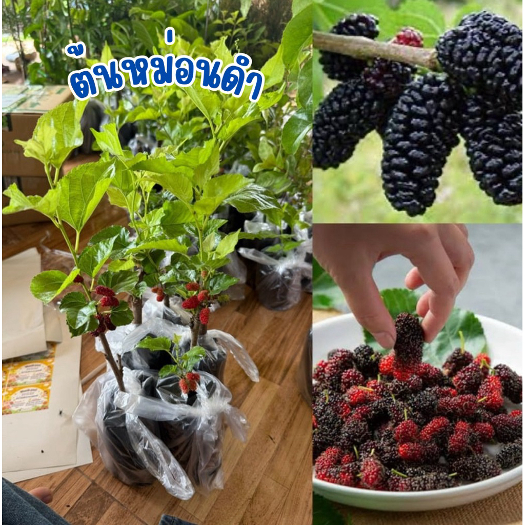 ต้นหม่อนดำตุรกี (4ต้น80บาท) ลูกดก หวานชื่นใจ😍 ต้นพันธุ์ปักฉำราก ต้นแข็งแรงพร้อมปลูกค้า😍