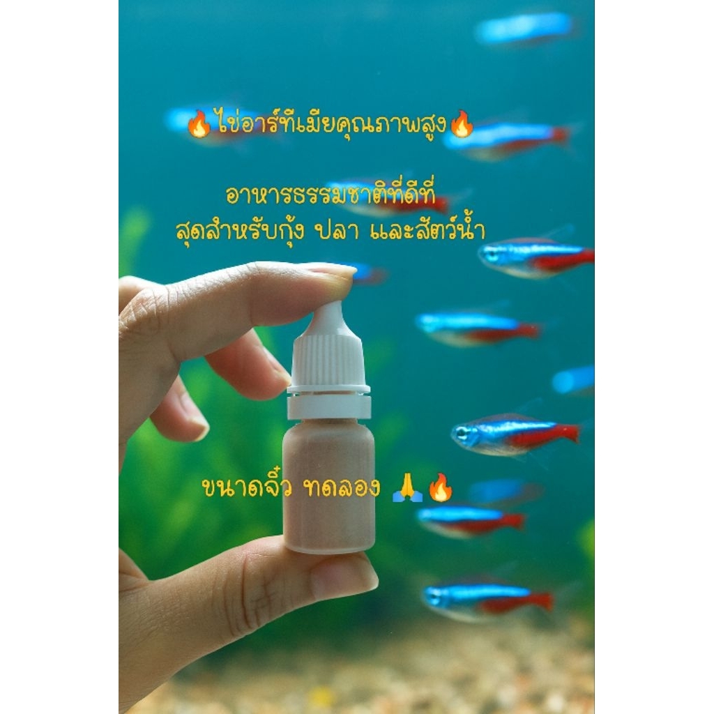 ไข่อาร์ทีเมียขนาดจิ๋วทดลองไข่ปอกเปลือก🦐🐚🐟 (พร้อมส่ง) (ไม่ต้องเป่าฟัก) ซื้อ 3 แถม 1