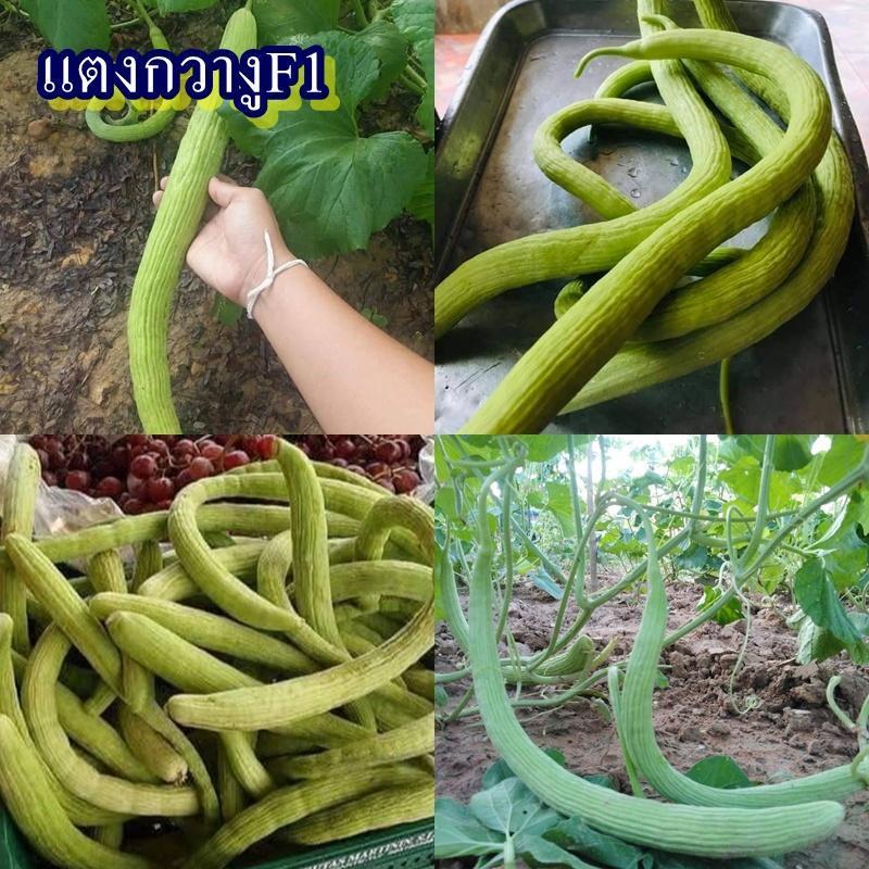 30+ เมล็ด เมล็ดแตงกวางูF1 (ปลูกง่าย อัตรางอก 75% รสชาติหวานเล็กน้อยและมีกลิ่นหอม กรอบ มีลักษณะคล้ายแ