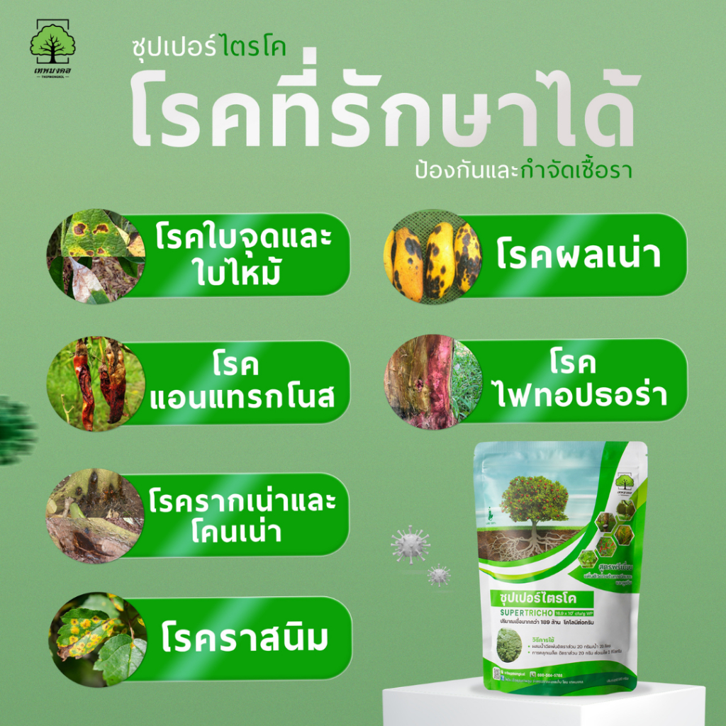 ซุปเปอร์ไตรโค ตราเทพมงคล แพ็ค 2 ซอง ไตรโคเดอร์มาป้องกันกำจัดเชื้อราโรคพืช ขนาด 500 กรัมต่อซอง ชนิดผง - รูปที่ 2