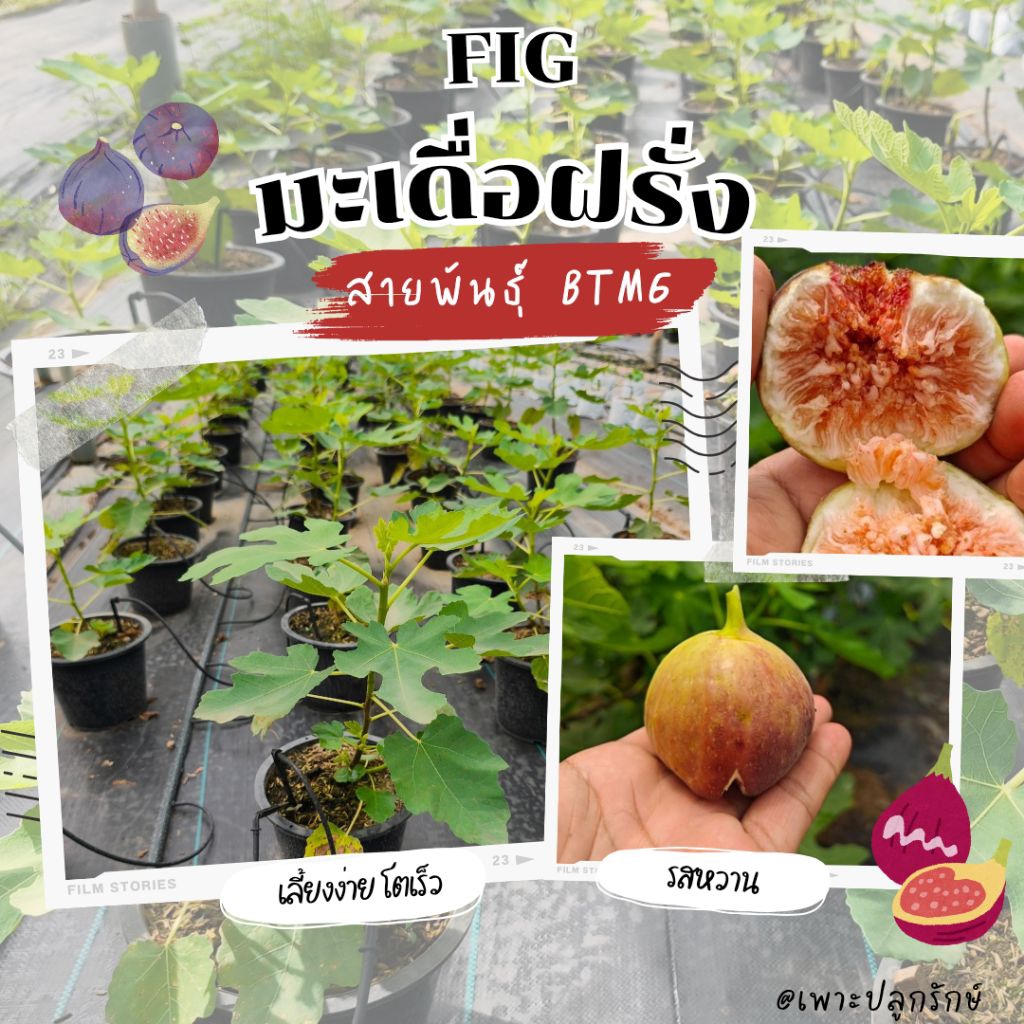 ต้นมะเดื่อฝรั่ง (Fig) #Black Genoa (แบล๊กจีนัว) #RDB #BTM6 #Iraqi ต้นใหญ่แข็งแรง