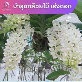 ปุ๋ยกล้วยไม้ บำรุงต้น บำรุงดอก เร่งดอก เร่งสี กล้วยไม้ พร้อมใช้ไม่ต้องผสมน้ำ 450 ml