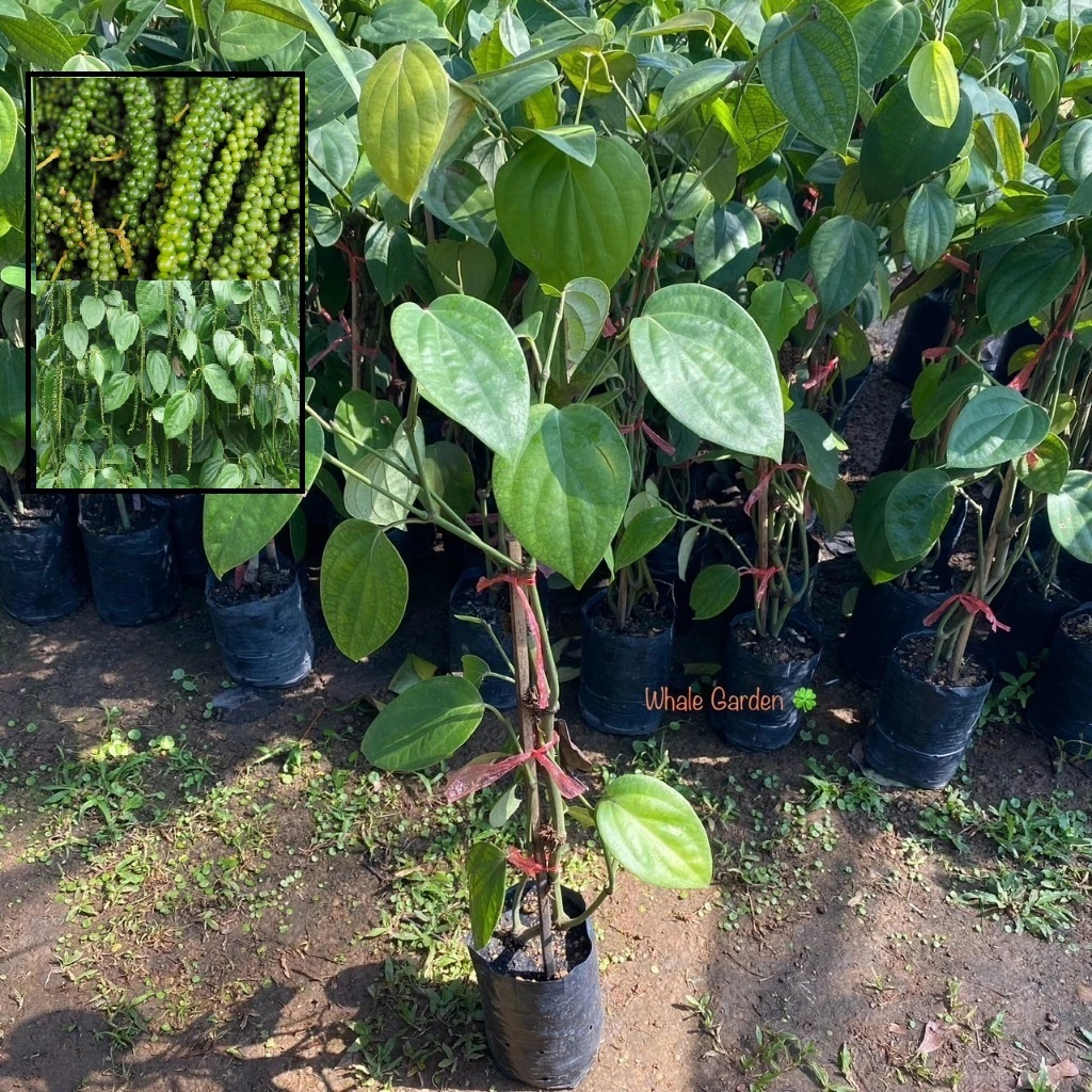 ต้นพริกไทย พันธุ์พริกไทยซีลอน (Pepper) กิ่งชำ