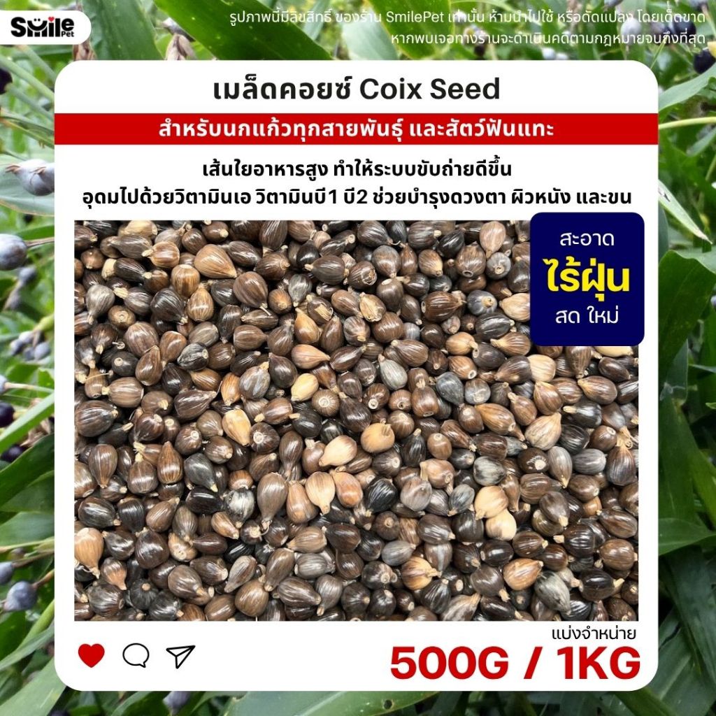 เมล็ดคอยซ์ Coix Seed เกรดA นำเข้า อาหารนกแก้ว หนูแฮมสเตอร์ และสัตว์ฟันแทะ (แบ่งขาย 500G / 1KG )