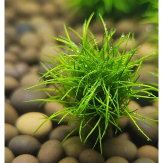 หญ้าแฮร์กราส (Hairgrass) ต้นไม้น้ำพร้อมปลูก