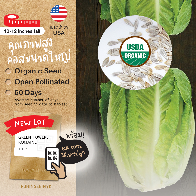 เมล็ดผักนำเข้า สลัดคอส โรเมน Romaine Lettuce (Organic Seed) Cos กรีนคอส ผักกาดคอส Salad ผักสลัด