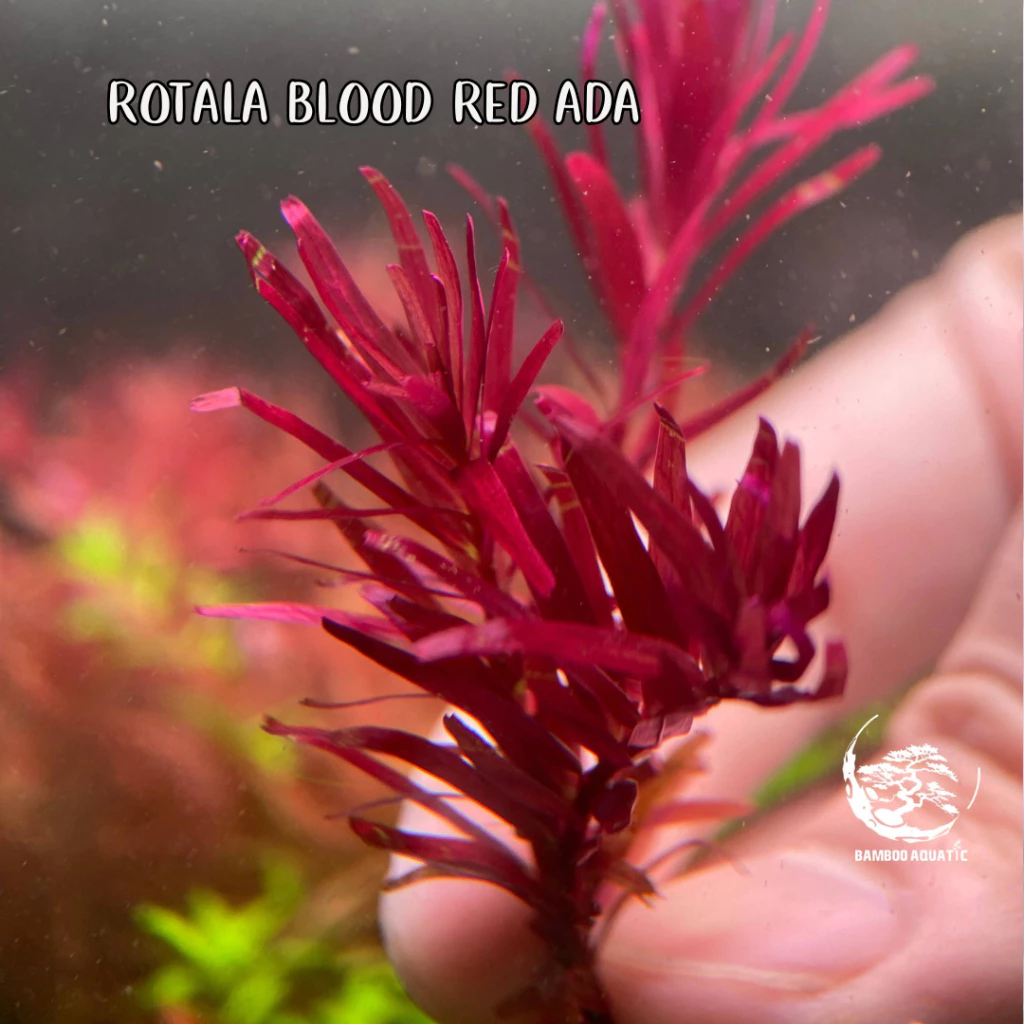 Rotala Rotundifolia sp. Blood Red ada โรทาล่าบลัดเรด เลือดนกเข้มๆ