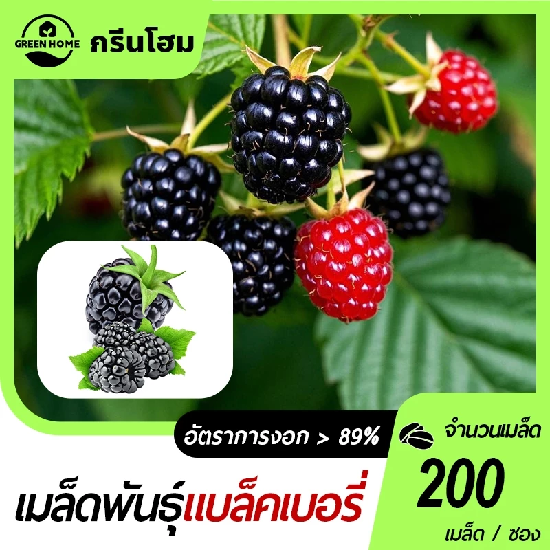 แบล็คเบอรี่ เมืองร้อน🎯200 เมล็ด🍀งอกง่าย🎈โตไว☘️พุ่มใหญ่👍ทานอร่อย