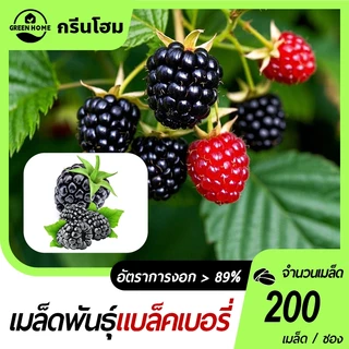 แบล็คเบอรี่ เมืองร้อน🎯200 เมล็ด🍀งอกง่าย🎈โตไว☘️พุ่มใหญ่👍ทานอร่อย