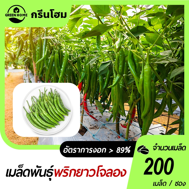 200เมล็ด เมล็ดพันธุ์พริกยาวโจลอง เมล็ดพริกยาว เมล็ดพริกยาว เมล็ดพันธุ์พริกยาวโจลอง