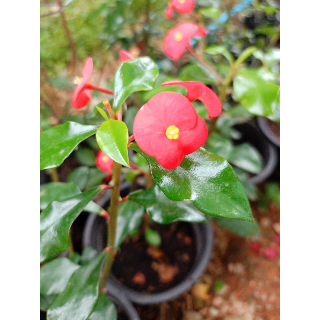 โป๊ยเซียน แดง ไร้หนาม