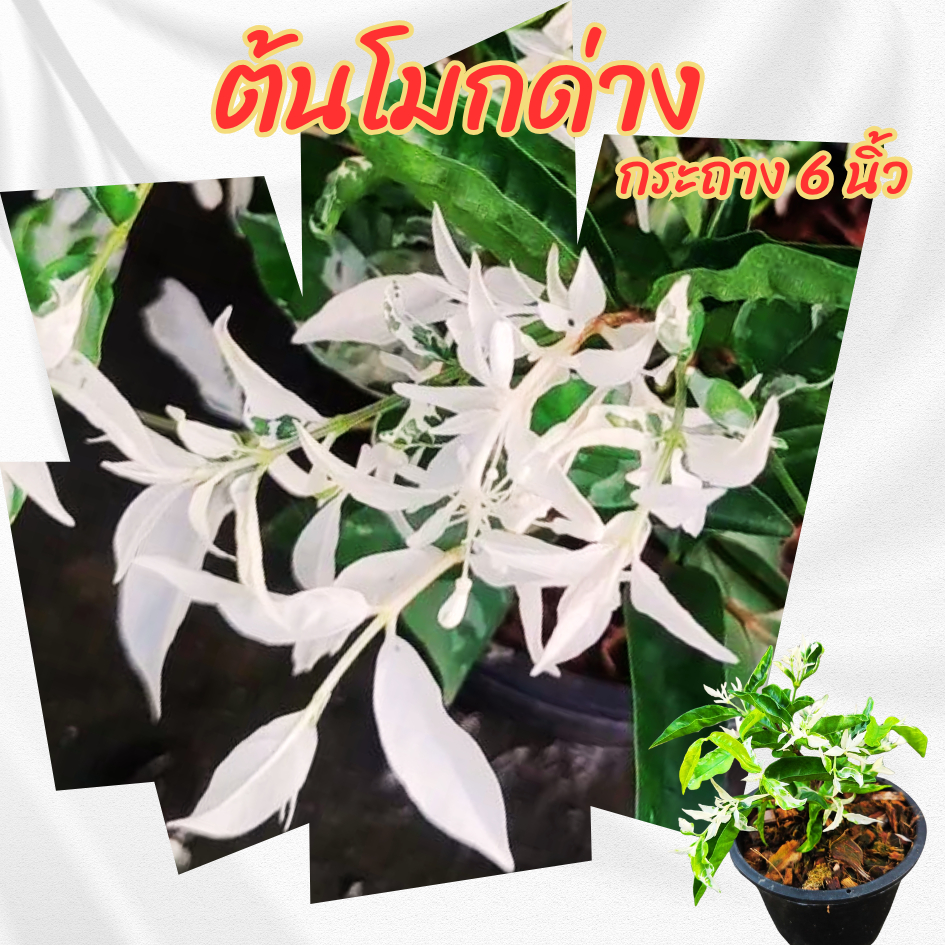 ต้น โมกด่าง  กระถาง 6  นิ้ว (ขั้นต่ำ 2 ต้น )