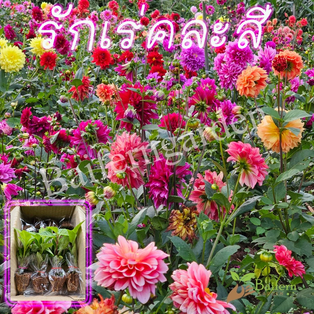 ต้นกล้าดอกรักเร่คละสี ต้นแข็งแรงรากแน่นๆ ทนแล้งออกดอกสวย