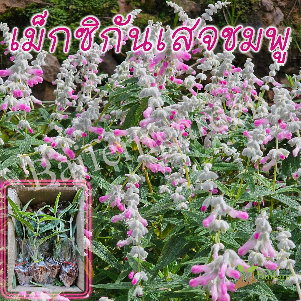 ต้นกล้าดอกเม็กซิกันเสจชมพู รากเยอะพร้อมปลูก ทนแล้ง ดอกสวย อายุหลายปี