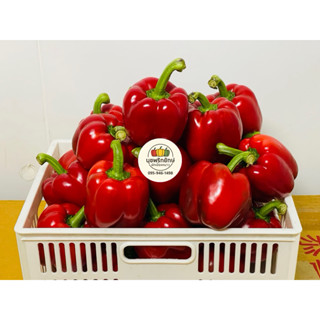 พริกหวานแดง (5-7 ลูก สีแดงล้วน 1 กก.) **พริกของไทย ไม่ใช่พริ…