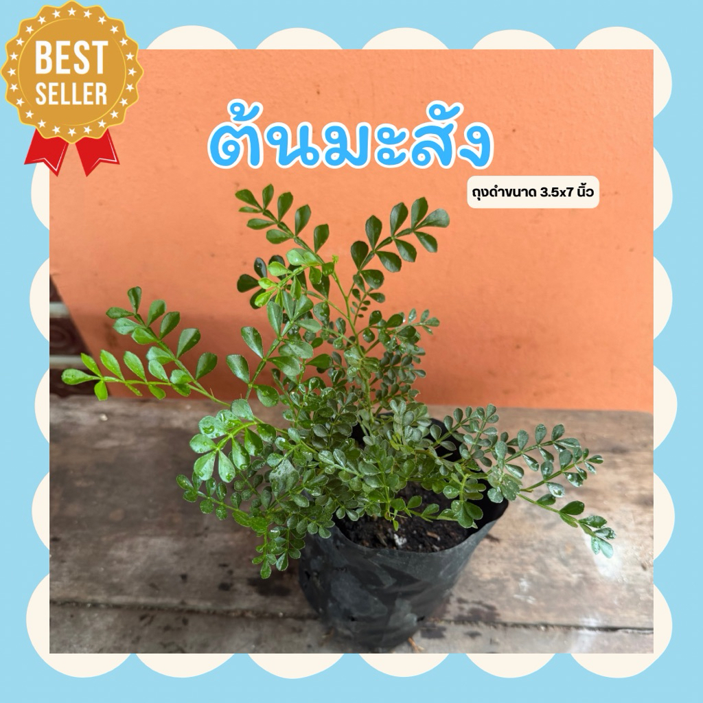 ต้นมะสัง ในถุงดำ 3.5 x 7 นิ้ว ใช้ตกแต่งเค้ก หรือเป็นผักเคียง
