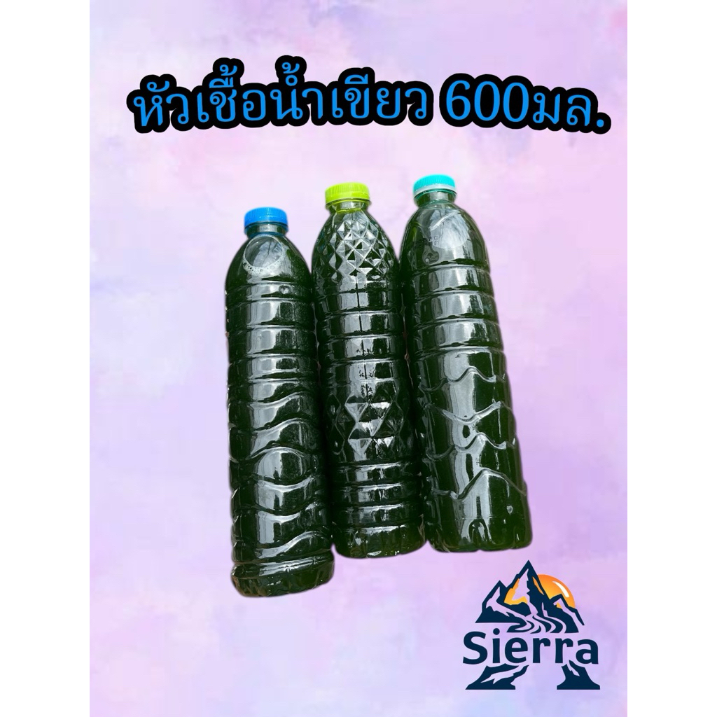 หัวเชื้อน้ำเขียว สาหร่ายคลอเรลลา ทำน้ำเขียวเลี้ยงไรแดง ขวด600มล. ทำน้ำเลี้้ยงไรแดงมาโคร ไรแดงT10