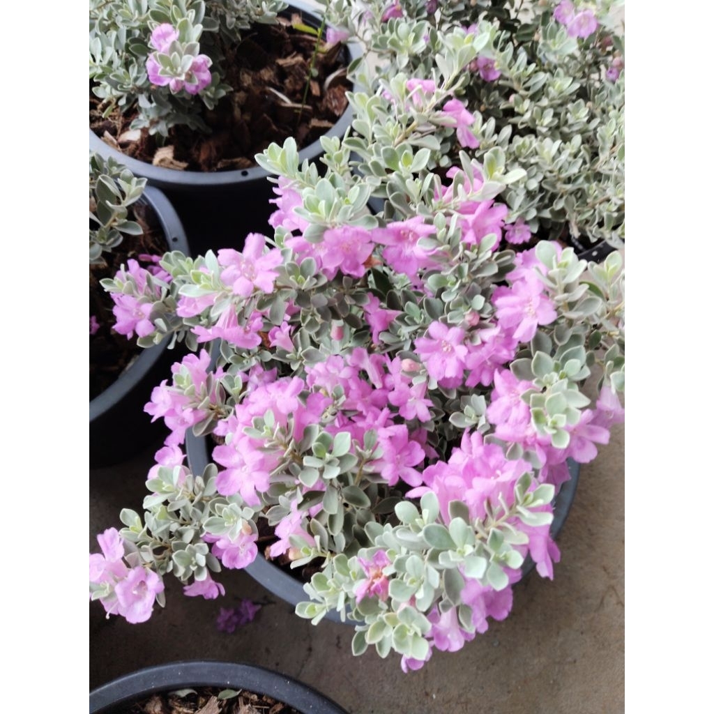 นีออน แคระ คอมแพค 
Neon Compact 

Leucophyllum candidum 'Thunder Cloud


