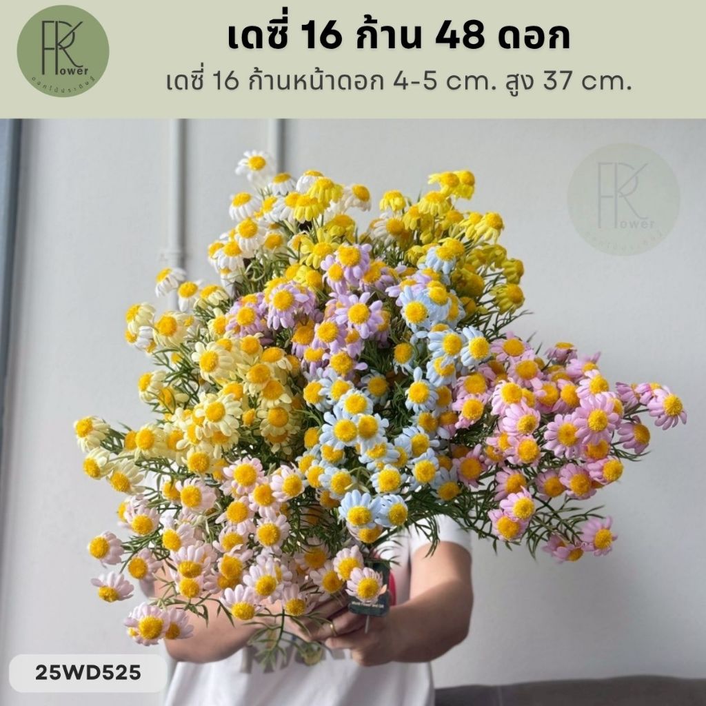 เดซี่ไข่ดาว 16 ก้าน หน้าดอก 4-5 cm. สูง 47 cm.