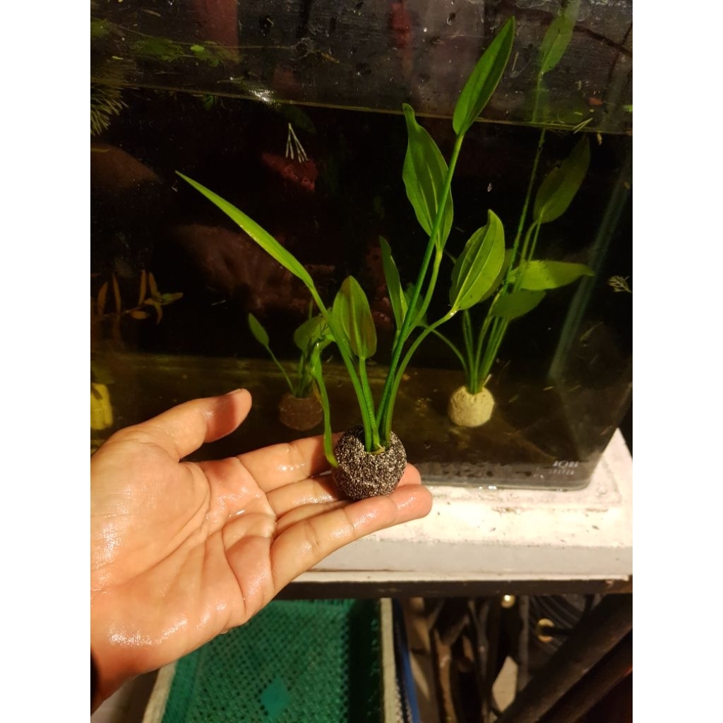 ต้นอะเมซอนจิ๋วต้นไม้น้ำใส่โหลปลากัดน่ารักสุดคุ้ม - รูปที่ 2