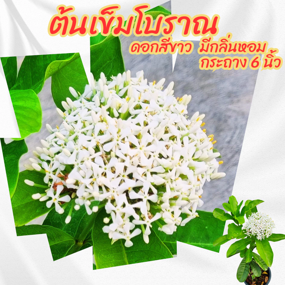 ต้นเข็มโบราณดอกสีขาว กระถาง 6 นิ้ว(ส่งพร้อมกระถาง)