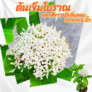 ต้นเข็มโบราณดอกสีขาว กระถาง 6 นิ้ว(ส่งพร้อมกระถาง)