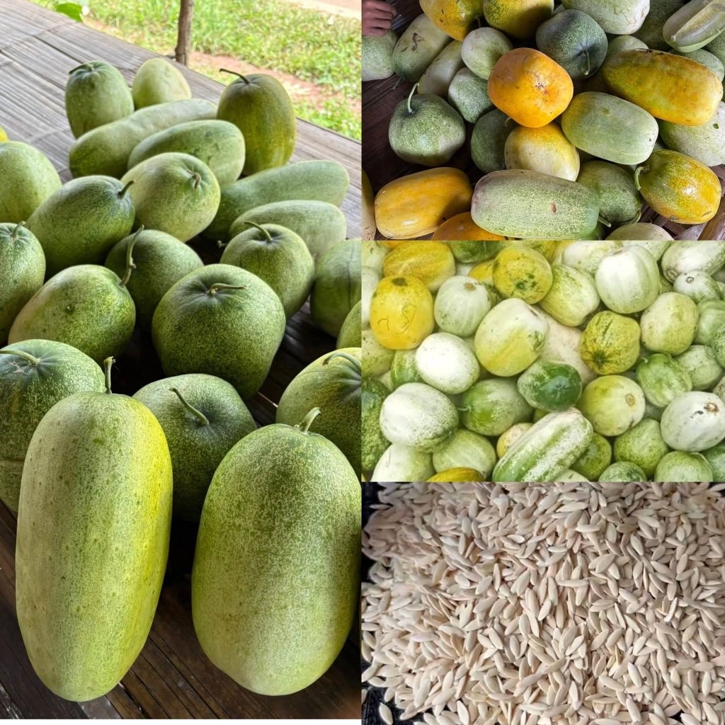 เมล็ดพันธุ์แตงดอย20 เมล็ด 39 บาท