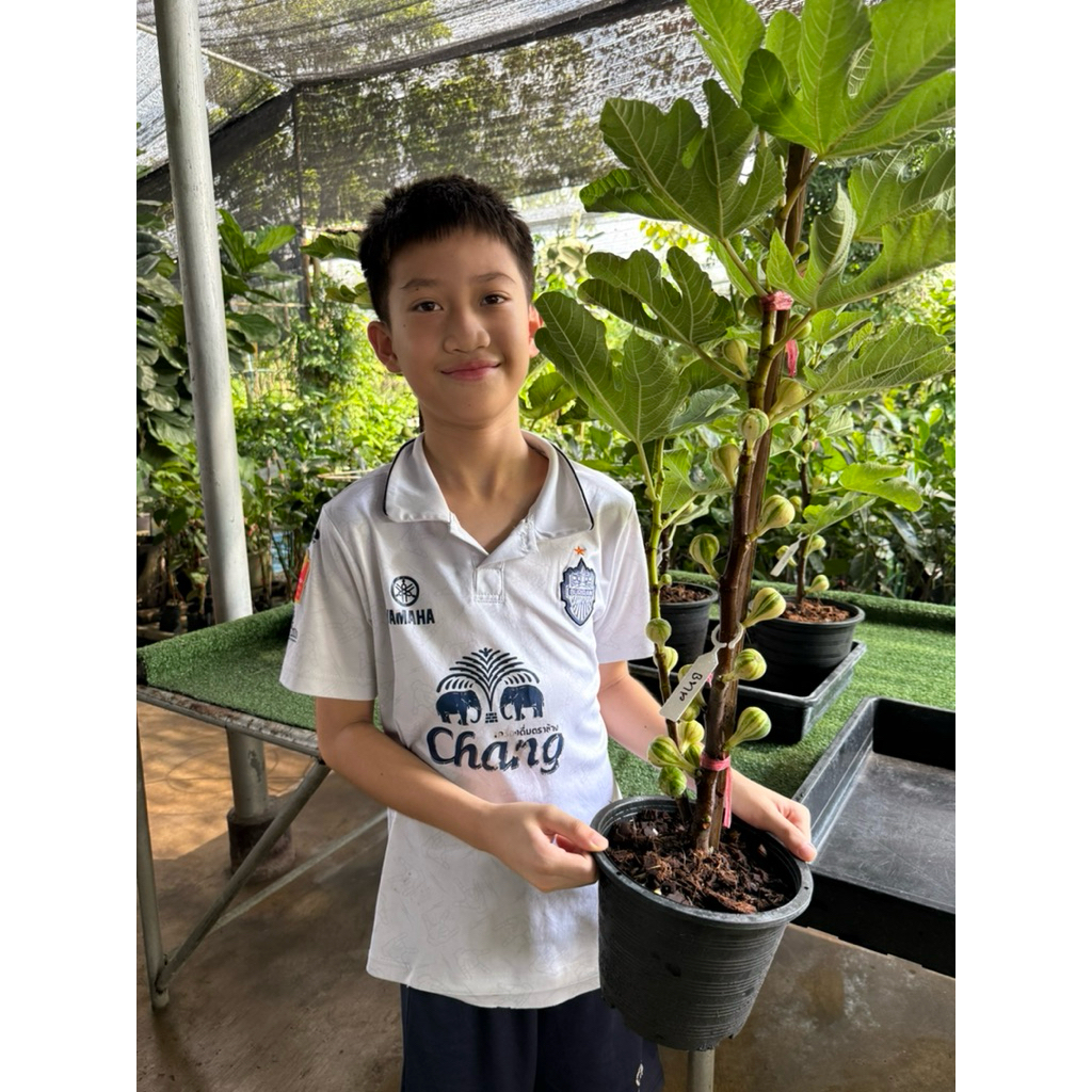 Bnr มะเดื่อฝรั่งพันธุ์ Bnr กิ่งสวยรากเดินดีพร้อมปลูก