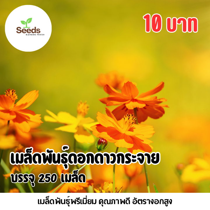 เมล็ดพันธุ์ ดอกดาวกระจาย ส้ม,เหลือง บรรจุ 250 เมล็ด