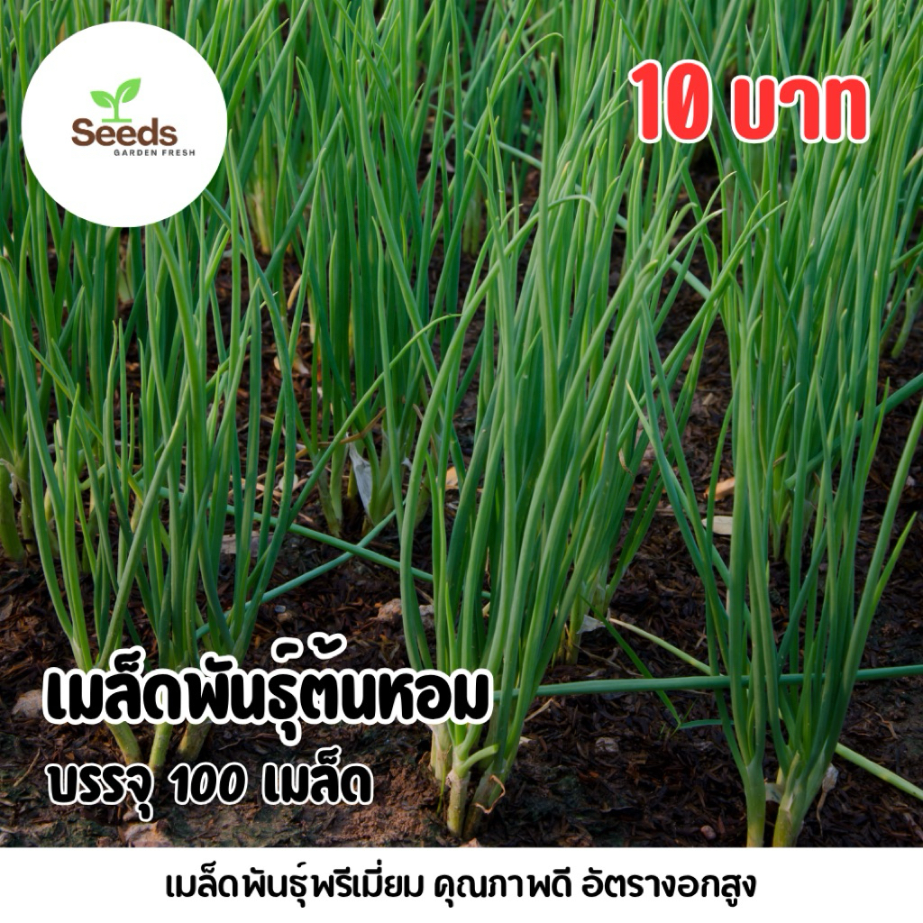 เมล็ดต้นหอม บรรจุ 100 เมล็ด