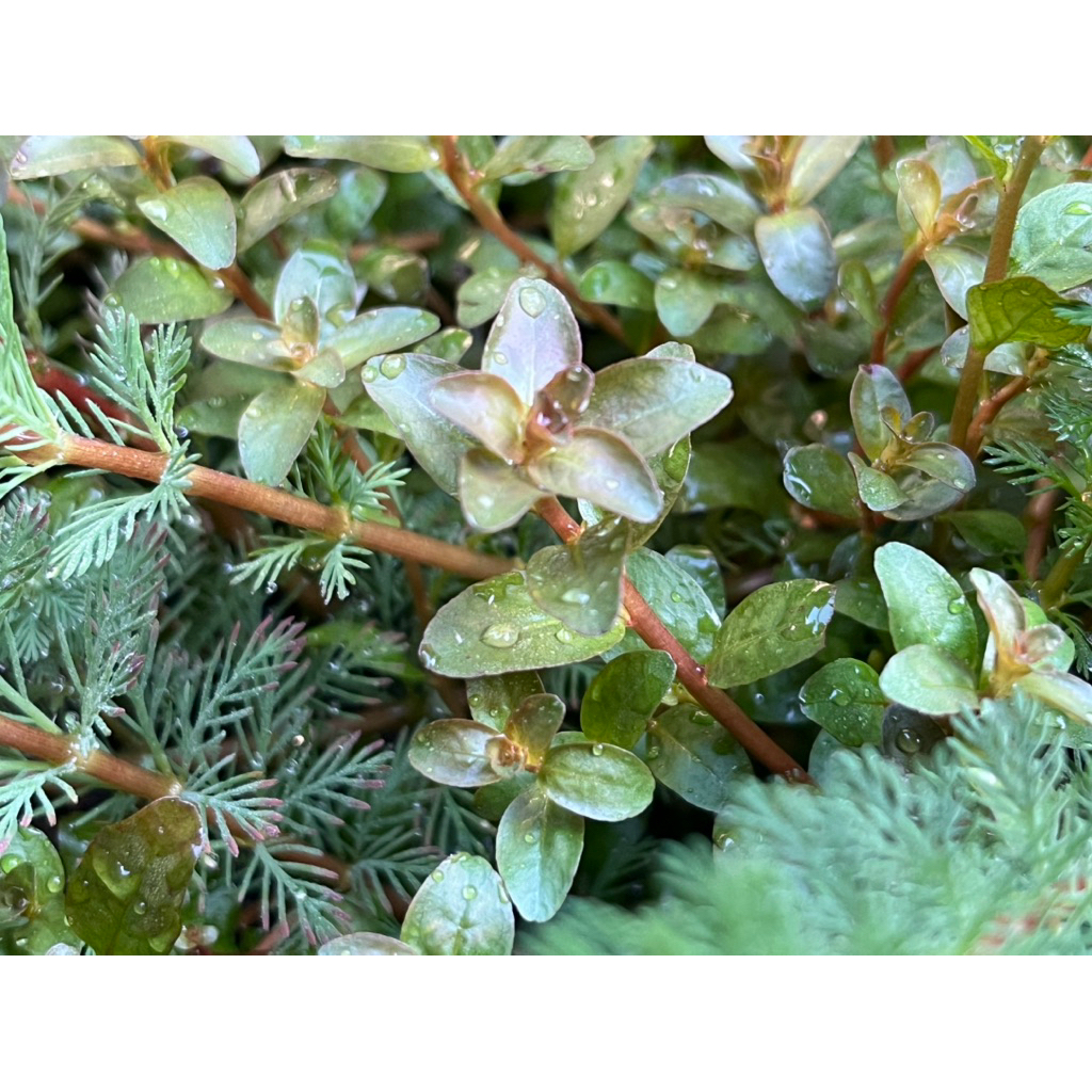 ต้นไม้น้ำ ลัดวิเจียกิเนีย หรือ เซเนกัล ludwigia senegalensis หรือ ludwigia guinea